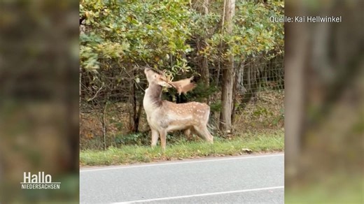 Hallo Niedersachsen: Ungewöhnlicher Lebensraum: Hirsch sorgt für Staunen auf A7