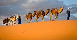 Les caravanes de chameaux dans le Sahara antique