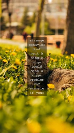 Why You Should Never Ignore a Cats Strange Behavior Cats are experts at hiding illness...