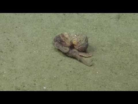 Amazing Octopus Camouflage | Nautilus Live