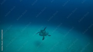 Get lost in hypnotic rhythm of turtle in slow motion. Exploring these underwater treasures offers glimpse into past and opportunity to learn about fascinating history of region.