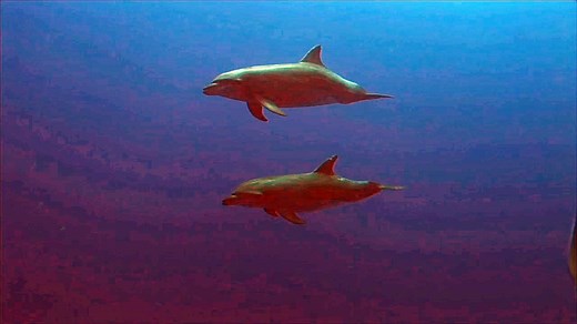 Dolphin a mammal in nature