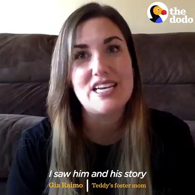 834K views · 18K reactions | This rescue dog has the smushiest face and literally looks like a big teddy bear ❤️ | The Dodo | Facebook