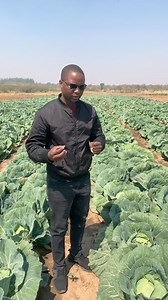 Cabbage Production Top-notch management results in a beautiful yield. Get everything right, and you will unlock the full potential of the crop. #agriculture #farming | Agronomist H Kanyimbo