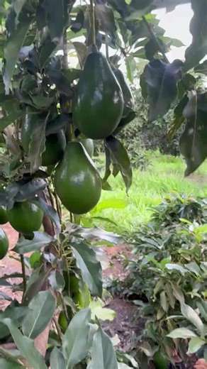 Use Extra Plus Organic Fertilizer for high yields and fast growth.For orders and inquiry 256752413466