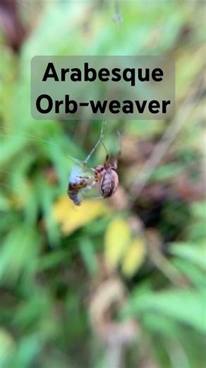 Arabesque orb-weaver wrapping its catch