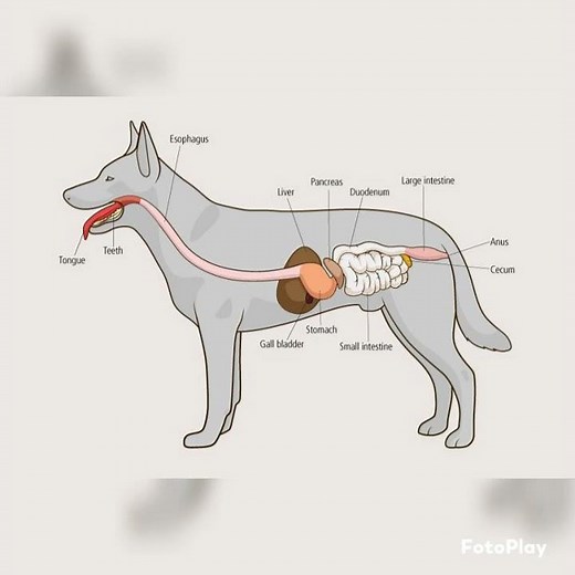 learning about the dog anatomy #1 (digestive system)