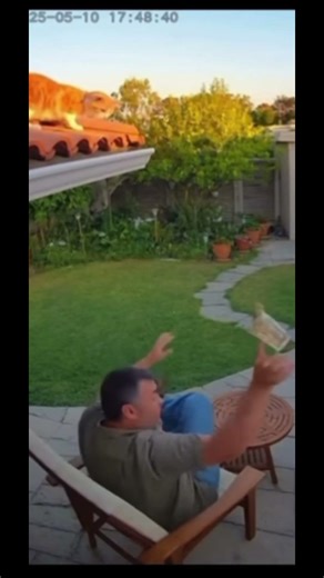 This cat really scared this man!! #cat #cute #funny #getmeviral