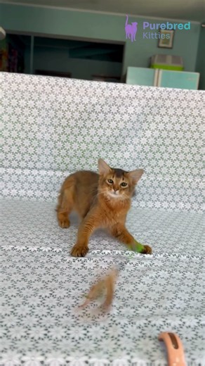 Meet Dzhenifer: Ruddy Somali Cat with Fox-Like Beauty & Golden Eyes 🧡✨ #SomaliKitten