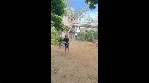 Fallen tree crashes onto home as workers cut and remove it in China
