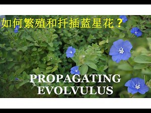如何繁殖和扦插蓝星花 | Propagating Evolvulus