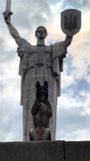 Betty Malinois: Ukrainian Belgian Shepherd Training