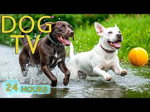 DOG TV for Dogs to Watch: Best Video Entertain for Dog Relax All Day When Home Alone - Music for Dog