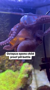 You usually see 15 seconds of a puzzle that takes about an hour or two to complete. This is still shortened but for a full version follow us on YouTube. https://m.youtube.com/channel/UCnlScB0WNaDzsj4ZDPgr1wA | The Reef Doc