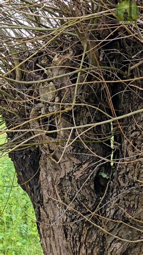 This Tree Looks Like It’s Hiding Something 🌳 | Wild Nature Detail #shorts
