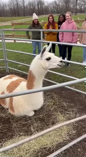Peaceful Park Turns Crazy Because of a Llama