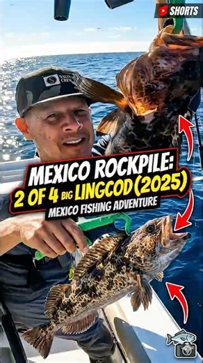 Can You Believe This Size? Mexico Rockpile Lingcod Catch!