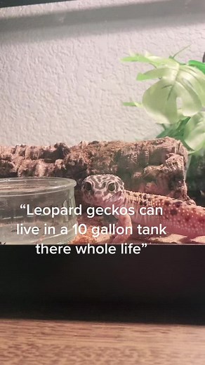 🧢 #adorable #lizard #leopardgecko #reptile #cute #gecko #likeifyouthinkleoiscute #small #followers #likes #fyp