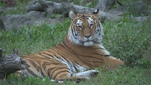 8.7K views · 47 reactions | The Buffalo Zoo invited visitors to wear country attire, enjoy line dancing, try mechanical bull riding, and to have a look at nocturnal zoo animals, Friday night. | WGRZ - Channel 2, Buffalo | Facebook