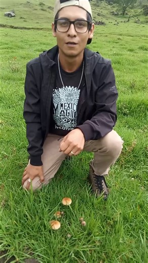 Gabe Gallagher on Instagram: "Psilocybe cubensis es una de las especies de hongos psicoactivos más conocidas y consumidas en el mundo. Pertenece a la familia Hymenogastraceae del orden de los Agaricales. Su sombrero es hemisférico a convexo, aplanándose con la madurez de color amarillo dorado o marrón claro, a menudo con un umbo en el centro más oscuro, de superficie lisa, viscosa cuando está húmeda, con tendencia a azulear (ponerse azul) al tacto. Sus láminas son anexas o adnatas, estrechamente