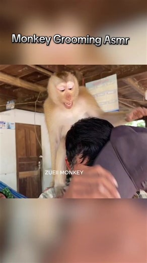 Monkey Grooming ASMR for Relaxation
