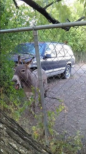 Donkey hee-haw
