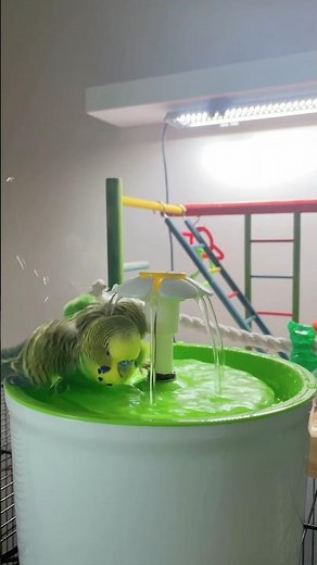 More fun in the fountain! 💦💚💛 #budgies #parakeet #birdbath #cutebirds #budgielife