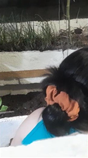 Use styrofoam containers to grow Chinese cabbage.