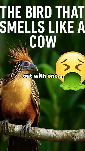 Hoatzin: The Bizarre Dinosaur Bird