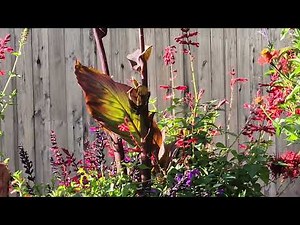 Rufus Hummingbird Sounds