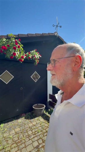 ..Kletterrosen 🌹#rosen #klaus #klausundseine #rose #funny #rentnerleben