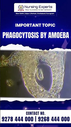 The Amoeba’s Superpower: Phagocytosis #Phagocytosis #Amoeba #CellBiology #MicroscopicWorld
