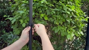 Squirrel Baffle for Bird Feeder Pole - Bird Feeder Baffle with Steel Spring Motion for Better Defense, Polycarbonate Extra-Thick Squirrel Guard for Outside Pole Mount, 19 Inch, Metal Buckle