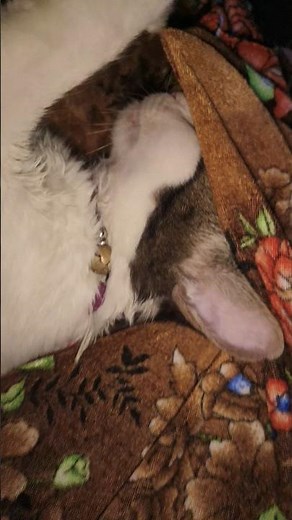 cat 😘 #cat #animalfriendship #viralvideo #shorts