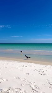 240 reactions · 13 shares | Chirping birds, crashing waves—the sweet sounds of summer at Pensacola Beach.  | Pensacola Beach Resort | Facebook