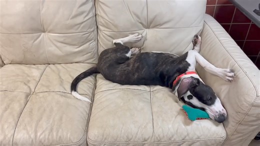 Friends of the Geauga County Dog Shelter & Warden's Office on Reels
