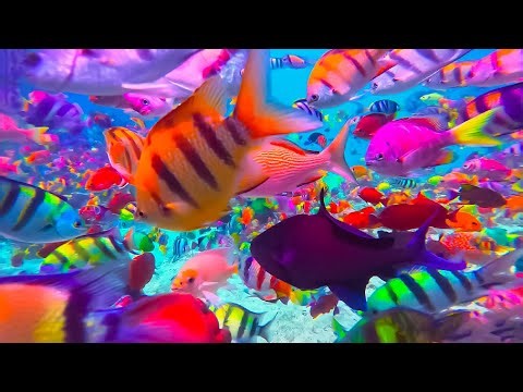 1.The Best Aquarium-soothing jellyfish & Reef fish with sleep Music for Deep Relaxation