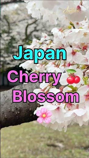 Japan Cherry Blossom 🌸 Magical Sakura Views 🇯🇵 Cherry Blossom Japan Vlog | Nature at Its Best/ 桜
