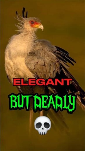 The Secretary Bird: Beauty With a Deadly Strike 😱