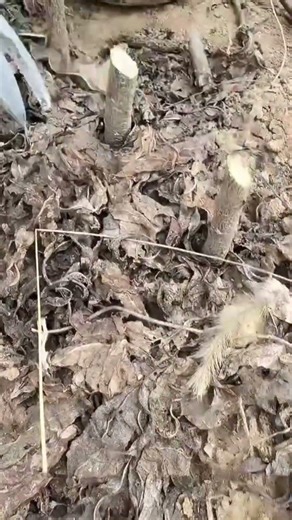 Spring Graft Tutorial｜Tutorial Injerto Primavera｜春接ぎ木解説｜봄 접목 설명