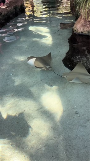Exploring Zoo Tampa: A Fun Experience for Kids