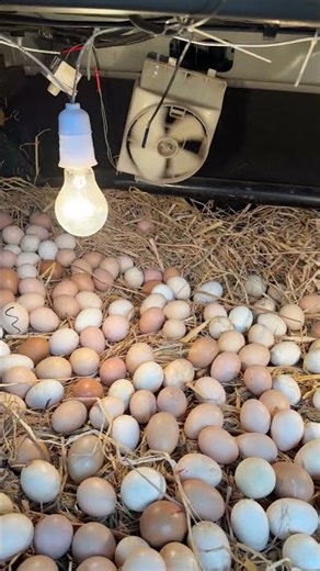 Hatching eggs in Car