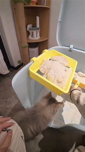 Game Changing Cat Litter Scoop Hack You Need To See