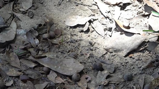 Spring brings pest surge to Central Georgia; invasive ants pose health risks, experts say