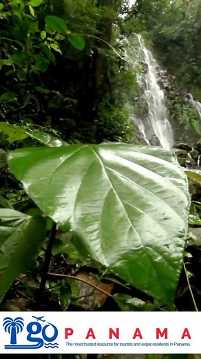 🌿 Panama: Where Nature Thrives Home to over 10,000 plant species including 1,400 orchids and 678 ferns,Panama is a biodiversity powerhouse. 🦜 With 976 bird species, it even outshines the U.S. and Canada combined. ✨ From vibrant rainforests to rare wildlife, every corner bursts with life. #DiscoverPanama #Biodiversity #TravelFacts #PanamaNature #OrchidLovers #BirdWatching #igopanama | I Go Panama