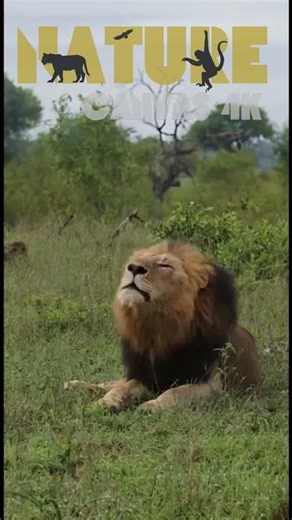 Hear the King Roar! Male Lion's Thunderous Call Shakes the Savanna