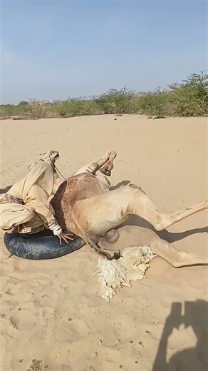 بسبب الحر الشديد بدأ الجمل يتألم، والفتاة تحاول تهدئته
