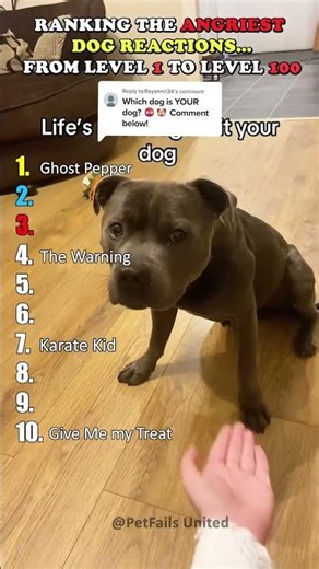 Angry Dogs Ranked 😡🐶 | Level 1 to Level 100 (Wait for #1!)