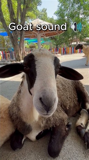 Goat sound #animalnoisehub #zoo #cute #naturesvoice