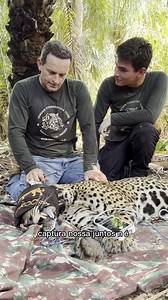Instituto Onça-Pintada /Jaguar Conservation Fund on Reels